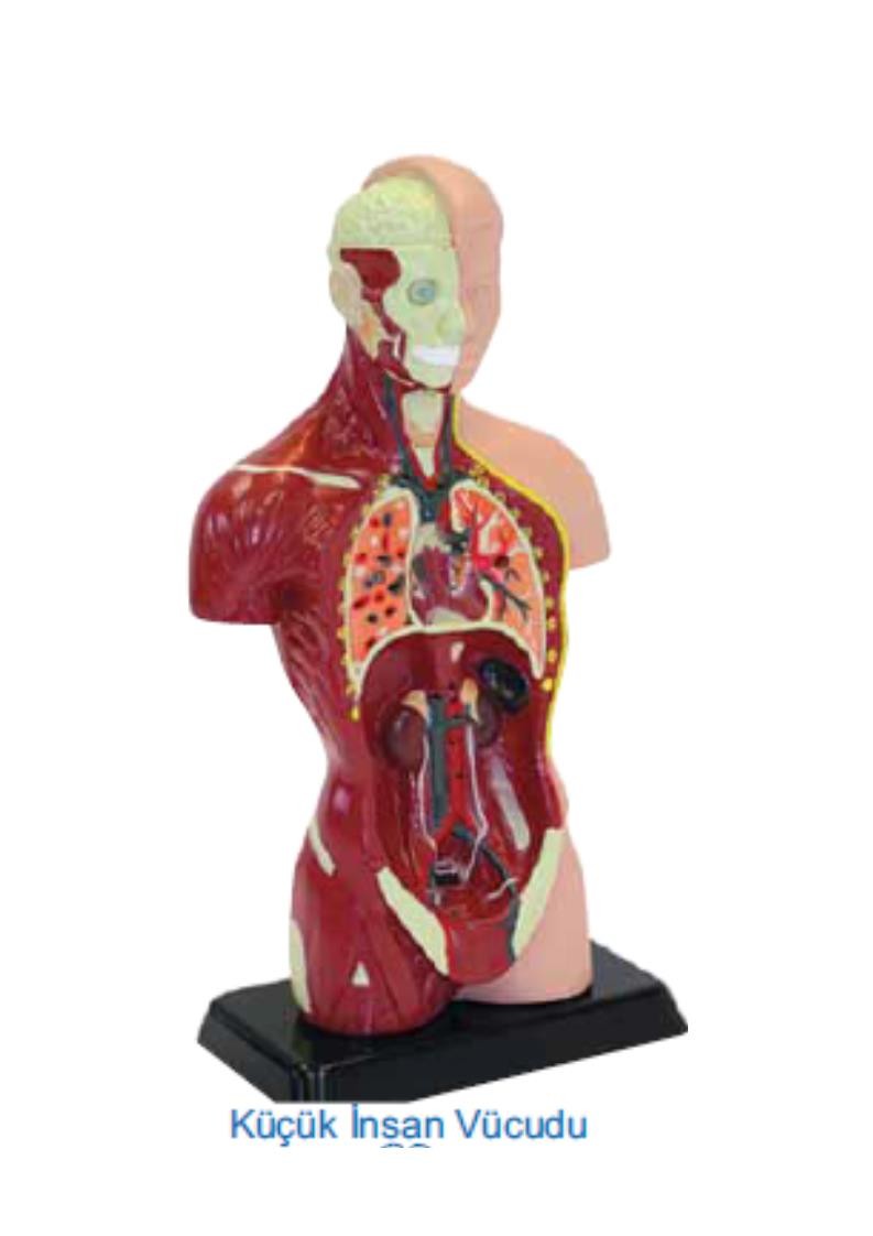 KÜÇÜK İNSAN VÜCUDU 27 CM