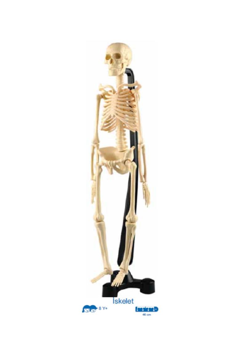 İSKELET MODELİ 46 CM