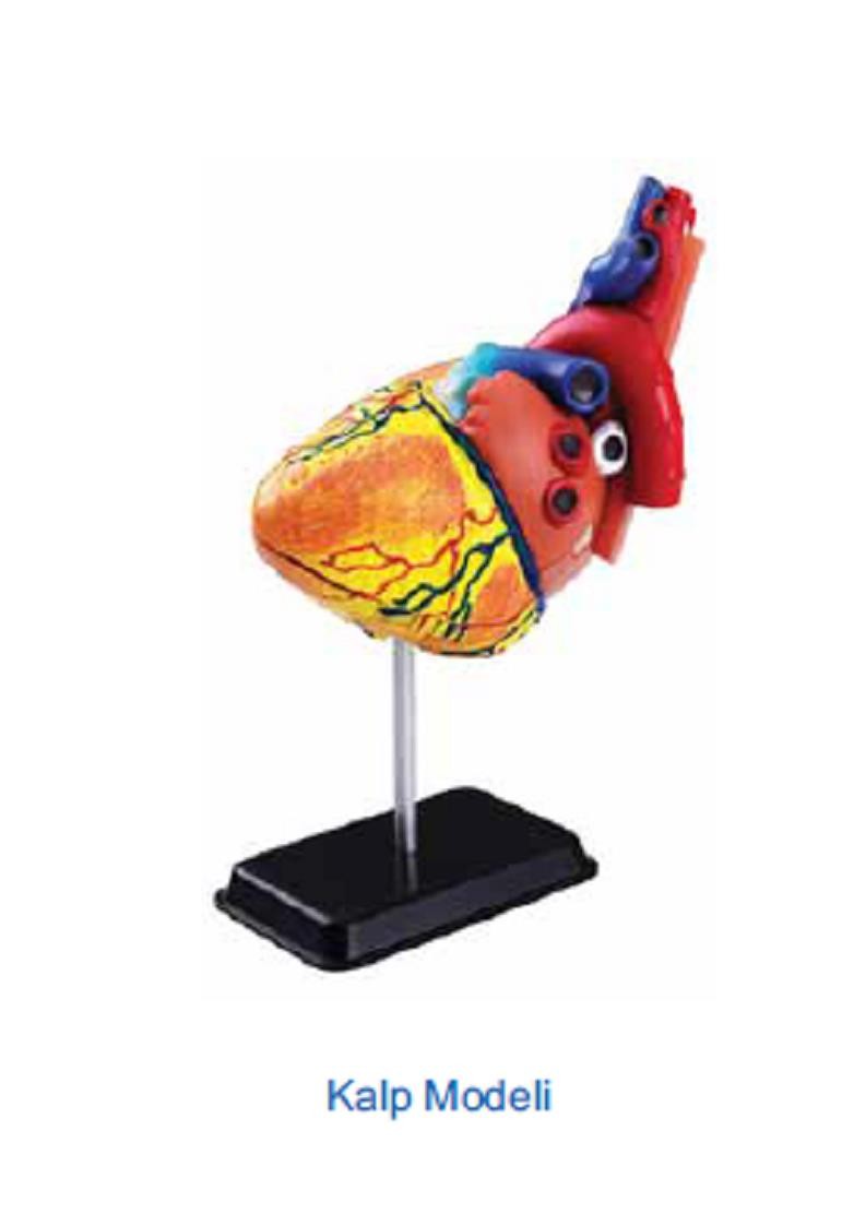 KALP MODELİ 14 CM