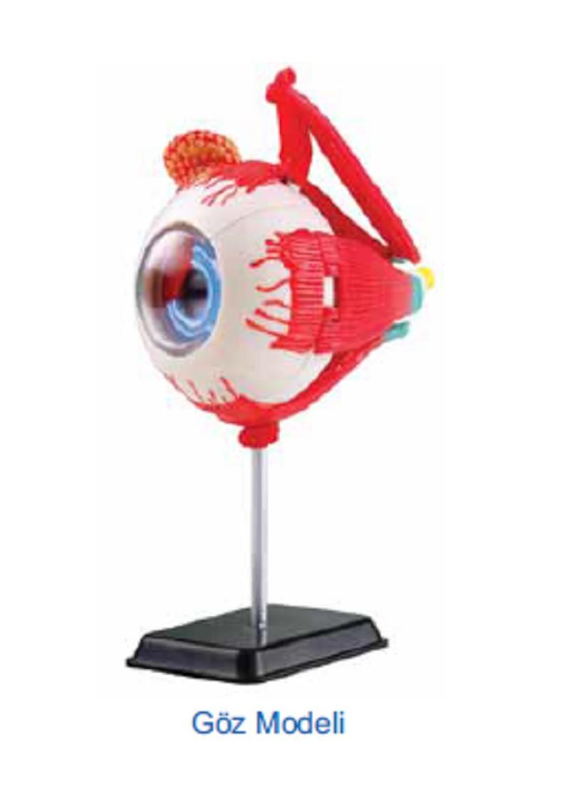 GÖZ MODELİ 14 CM