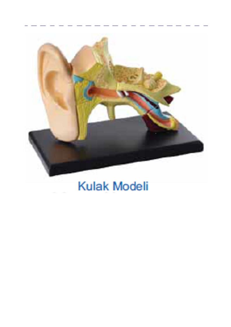 KULAK MODELİ